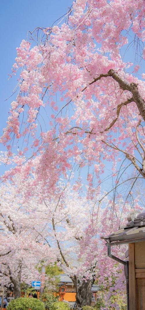 【ADV】 樱花盛开游戏玩家2 1.0 Sakura Gamer 2 PC 安卓系统官方网汉语完成版 【600M】【百度云下载】