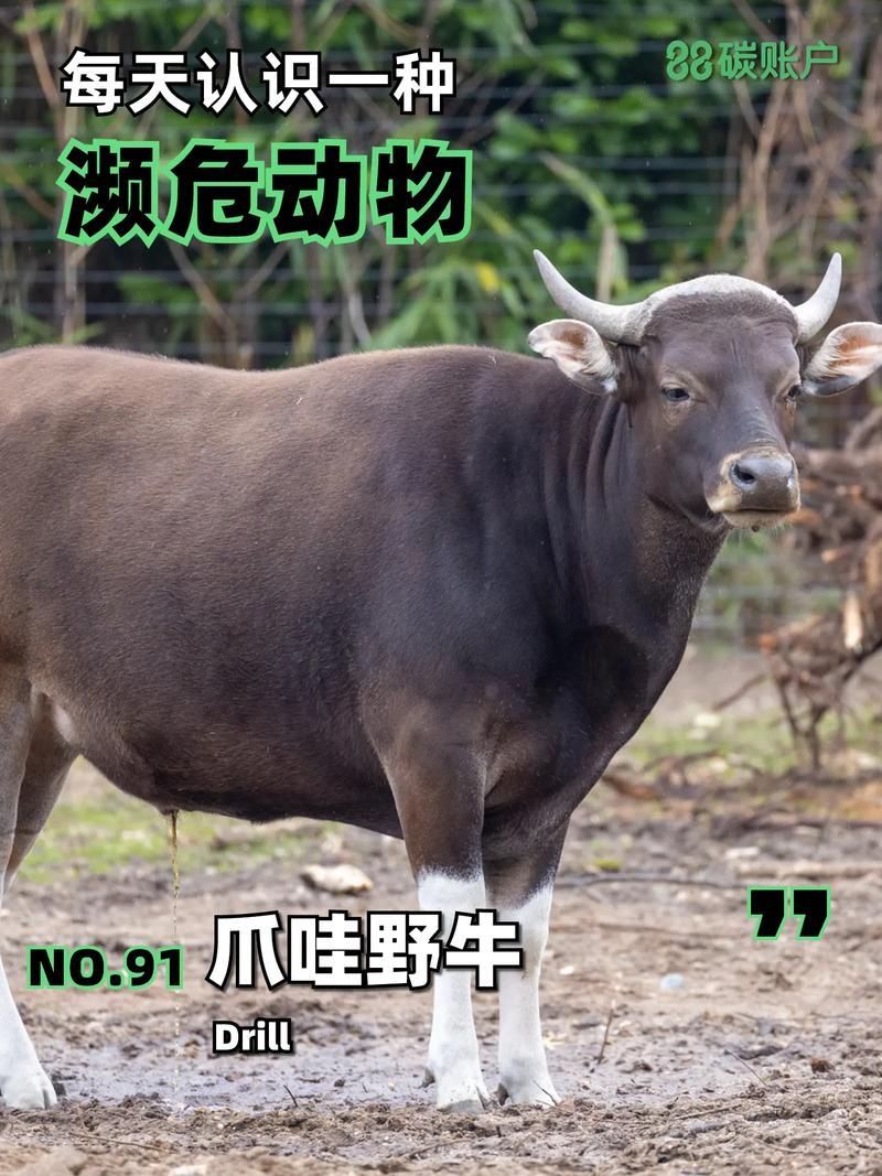 【牛13資源／珍稀】【超逼真的極品娃娃實戰嘿嘿1-3部HD新合集+視頻集】【3.1G】【網盤下載】