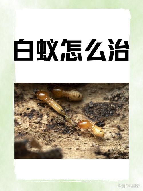 白蚁／我的C1U女妈妈！精翻汉化版+全CG[PC+安卓]【母系SLG／汉化】