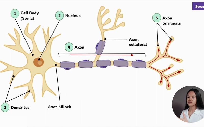 神經元 Neuronaut ~附身把妹記~ 漢化版【500M／ADV／漢化】