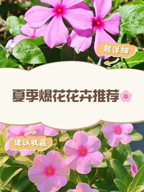 一夏之花官网爆款推荐？今夏最火鲜花清单在这