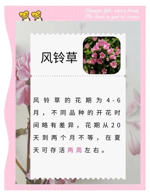 一夏之花怎么玩？新手必学的5个技巧分享