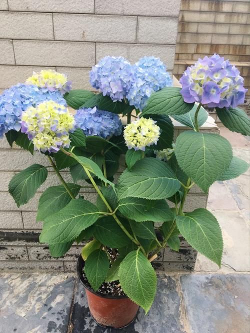 一夏之花更新地址找不到？试试这个方法防失效！