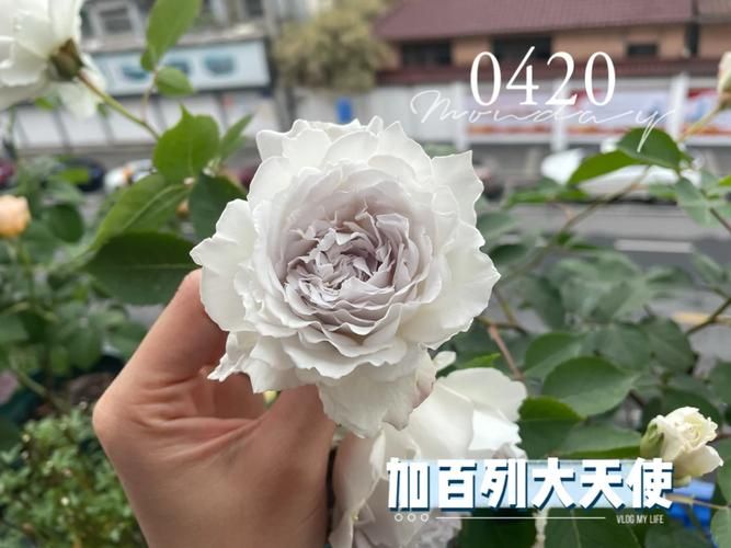 一夏之花最新版本怎么优化性能？提升速度设置方法！