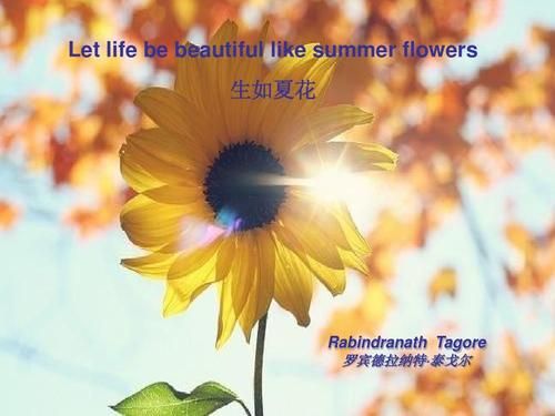 一夏之花版本大全有哪些？最新最全版本介绍合集！