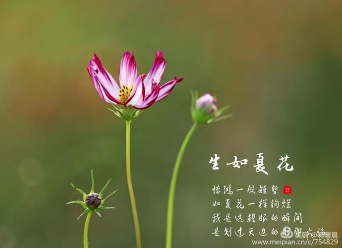 一夏之花版本大全有哪些？最新最全版本介绍合集！