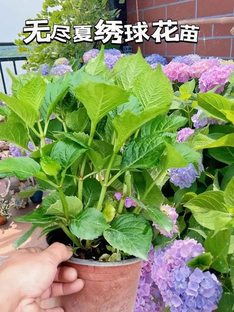 一夏之花版本大全有哪些？最新最全版本介绍合集！