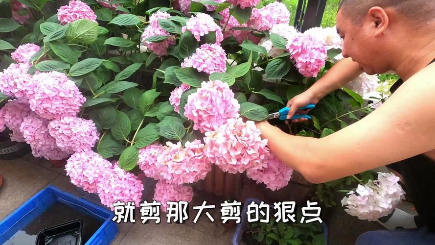 下载一夏之花官方正式版最新版注意事项？实用技巧避免风险！