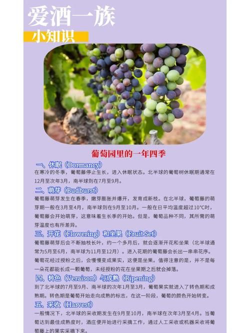 下载葡萄成熟时汉化版有风险吗(避坑技巧分享)