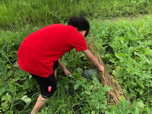 乡村生活的快乐暑假官方网站怎么进入？手把手教你轻松访问！