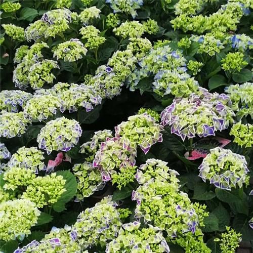 优艳之花版本大全免费获取？最新下载技巧指南来了！