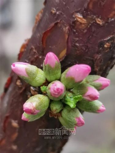 优艳之花版本大全免费获取？最新下载技巧指南来了！