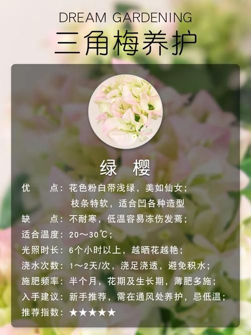 优艳之花版本大全免费获取？最新下载技巧指南来了！