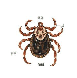 内部寄生虫下载安卓免费版？(获取方法一步到位)