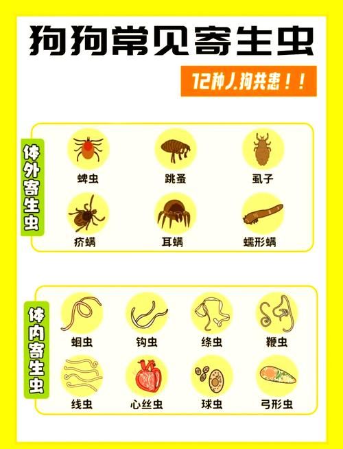 内部寄生虫最新版本是多少？常见问题解答技巧大全！