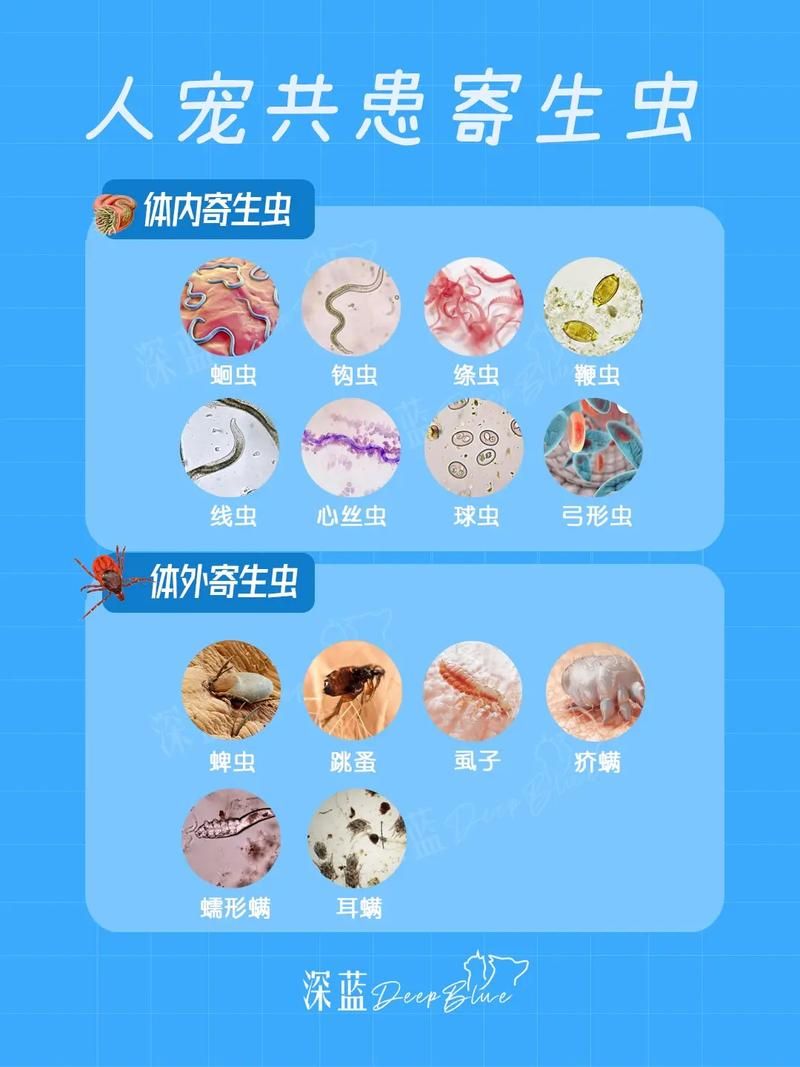 内部寄生虫最新版本是多少？常见问题解答技巧大全！