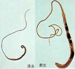 内部寄生虫版本大全有效吗？(真实案例效果证明！)