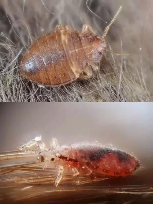 内部寄生虫版本大全有效吗？(真实案例效果证明！)