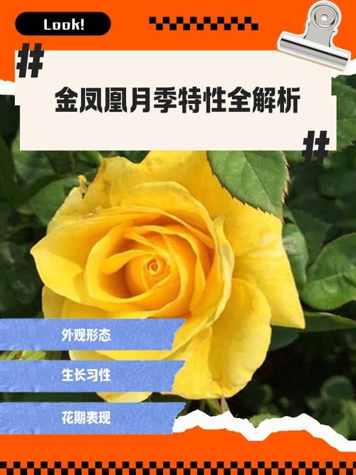 凤凰最新版本更新内容？最新特性全解析！