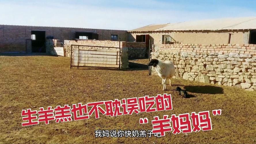 剪羊羊汉化版下载安全吗？这几个方法避免风险！