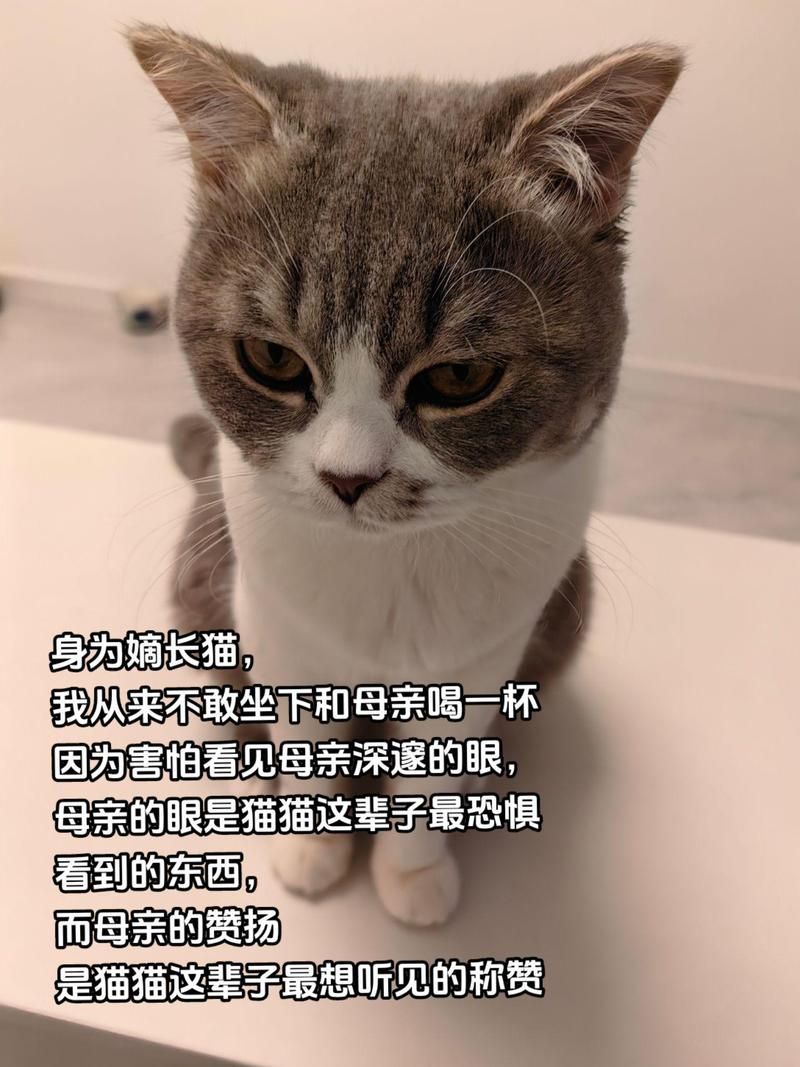 午夜撒娇更新地址查询方法(实用技巧助您快速获取链接)