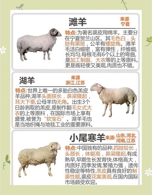 哪个电子羊版本大全最好？对比评测在这里！