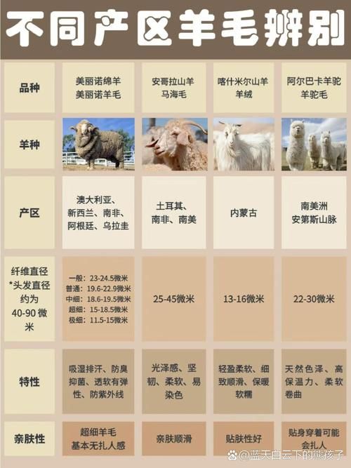 哪个电子羊版本大全最好？对比评测在这里！