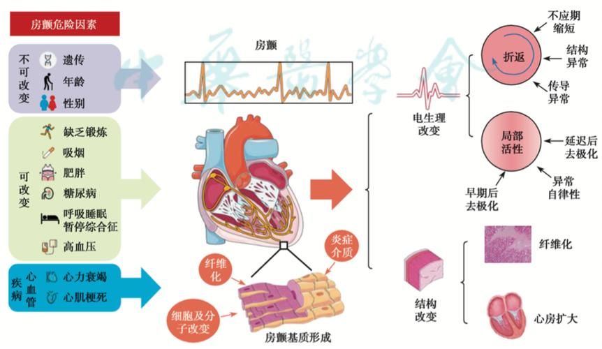 哪里下载心脏问题电子书？真实可靠地址大公开