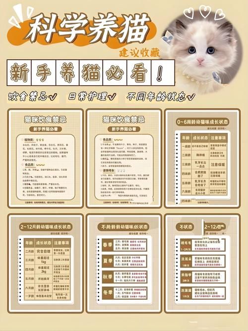 喵喵岛3官方网站怎么进(新手必看超简单登录指南)