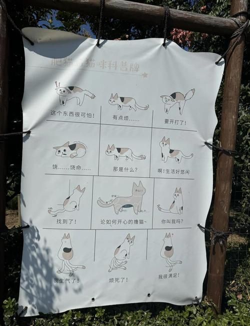 喵喵岛3更新地址如何下载？新手必看详细操作步骤！