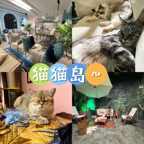 喵喵岛3游戏攻略怎么玩？新手必知的通关秘诀一步到位！