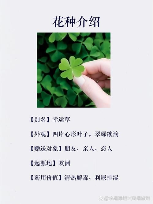 夏色四叶草下载地址官方正版？(认准这几个平台)