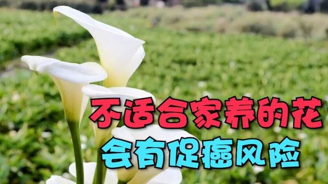 如何安全下载家人在家官方最新版(实用技巧避免风险)