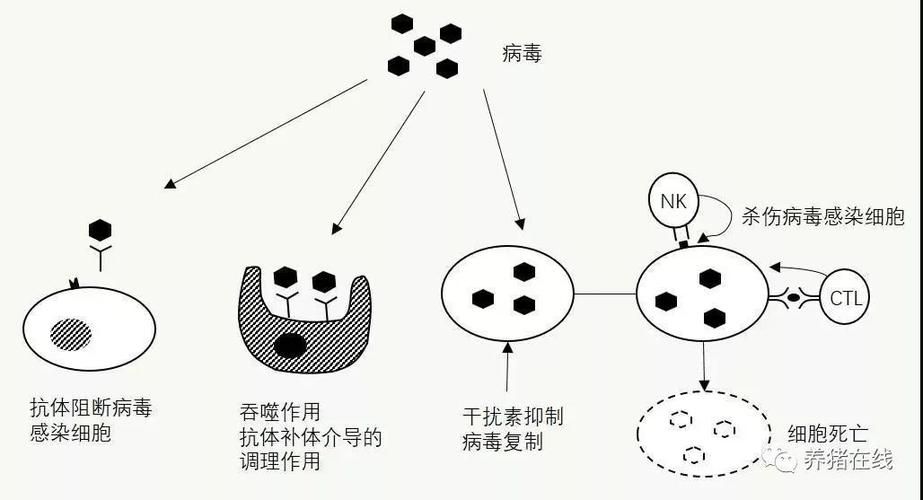 如何安全下载林晓蜜社保音声？(掌握4个技巧避免病毒风险)