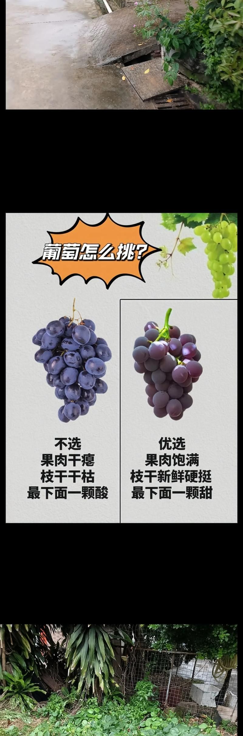 如何快速下载葡萄成熟时？简单步骤详解！