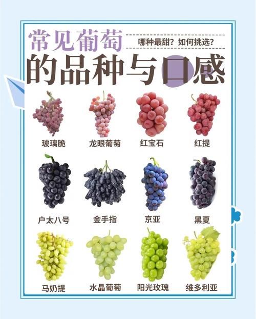 如何查葡萄成熟时所有版本？教你在哪儿找官方完整收录