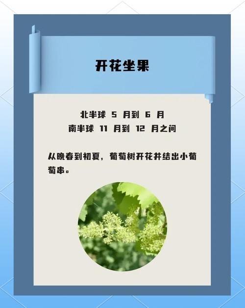 如何查葡萄成熟时所有版本？教你在哪儿找官方完整收录