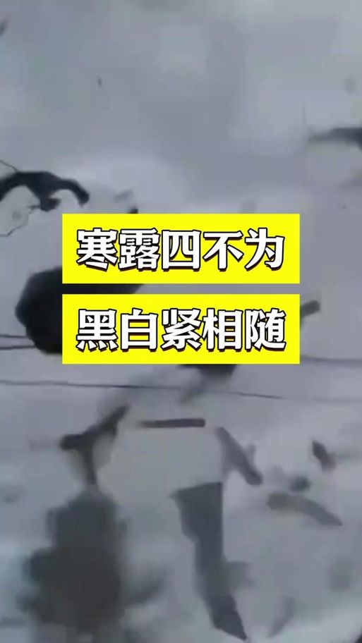 妹相随黑白版最新版本更新内容解析(最新特色抢先看)