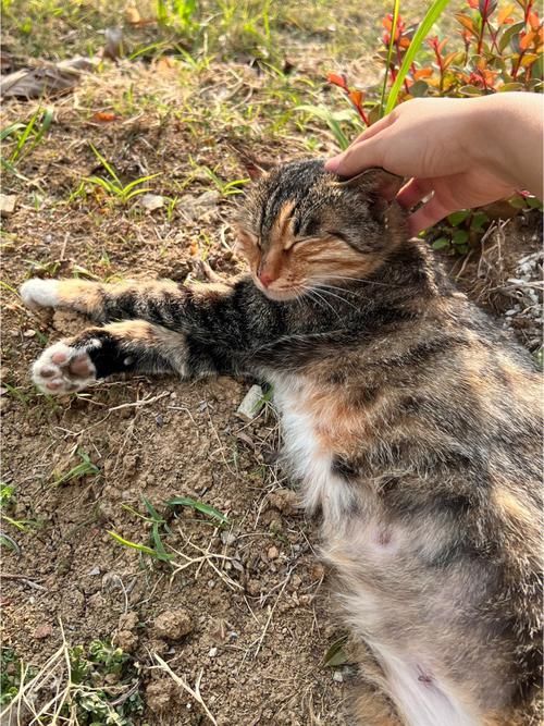 安卓手机能用小野猫N吗？最新版本实测攻略分享