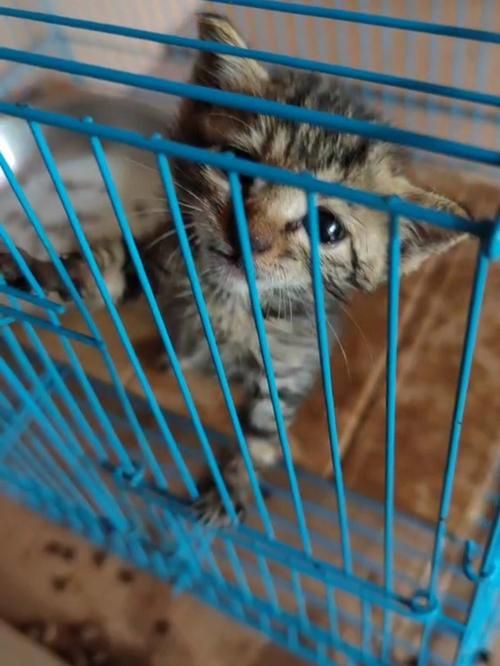 安卓手机能用小野猫N吗？最新版本实测攻略分享
