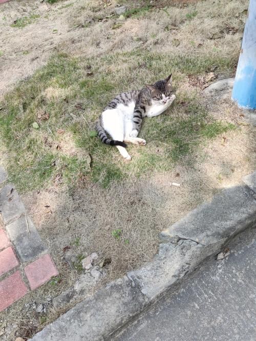 安卓手机能用小野猫N吗？最新版本实测攻略分享