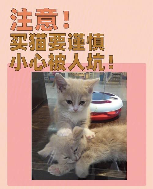 小心陷阱！捡到千年猫官方正式版下载最新版正确方法