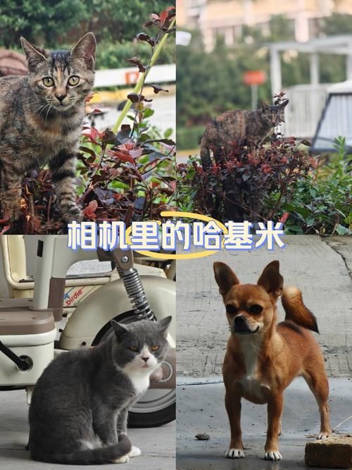 小野猫N上下载地址哪个平台快？推荐2个高速来源链接！
