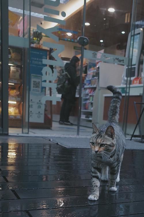 小野猫N上下载地址哪个平台快？推荐2个高速来源链接！