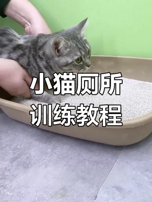 小野猫N上官方正式版下载最新版怎么安装？简易步骤轻松学会！