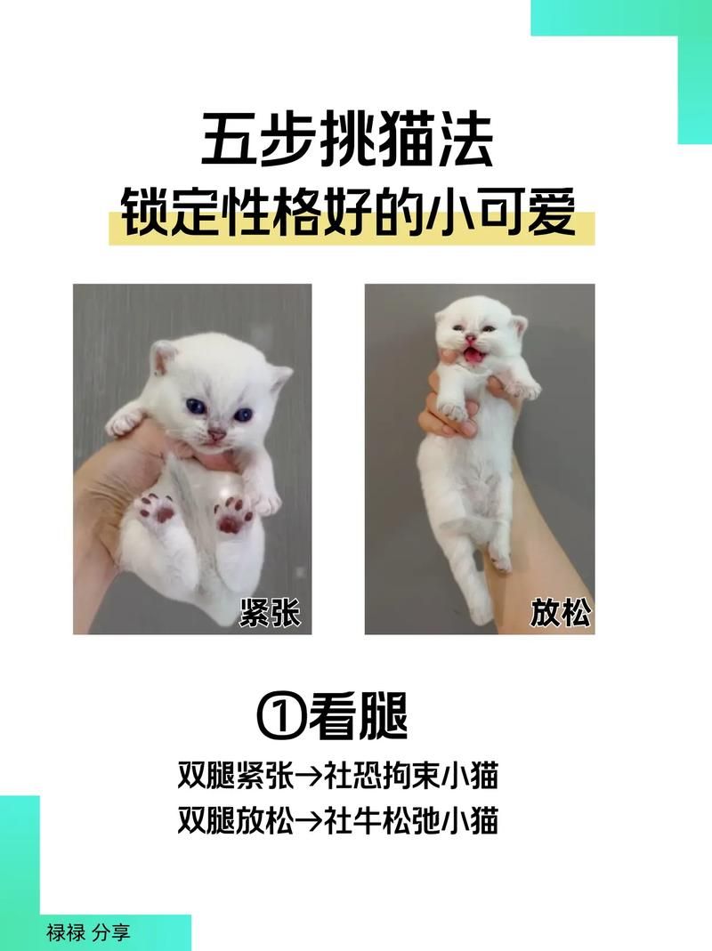 小野猫N上最新怎么玩简单？实用技巧轻松上手教程！