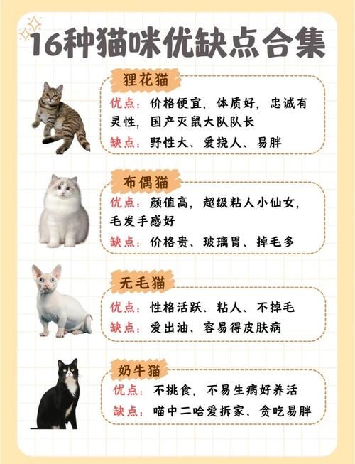 小野猫N上最新版本值不值得更新？实测对比优缺点！