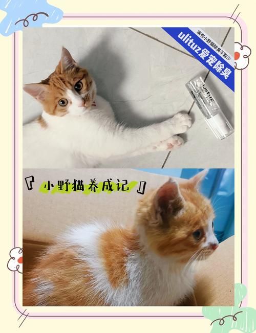 小野猫N上最新版本值不值得更新？实测对比优缺点！