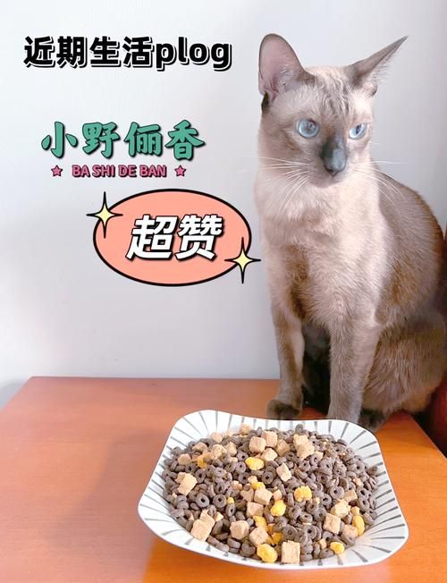 小野猫N上最新版本值不值得更新？实测对比优缺点！