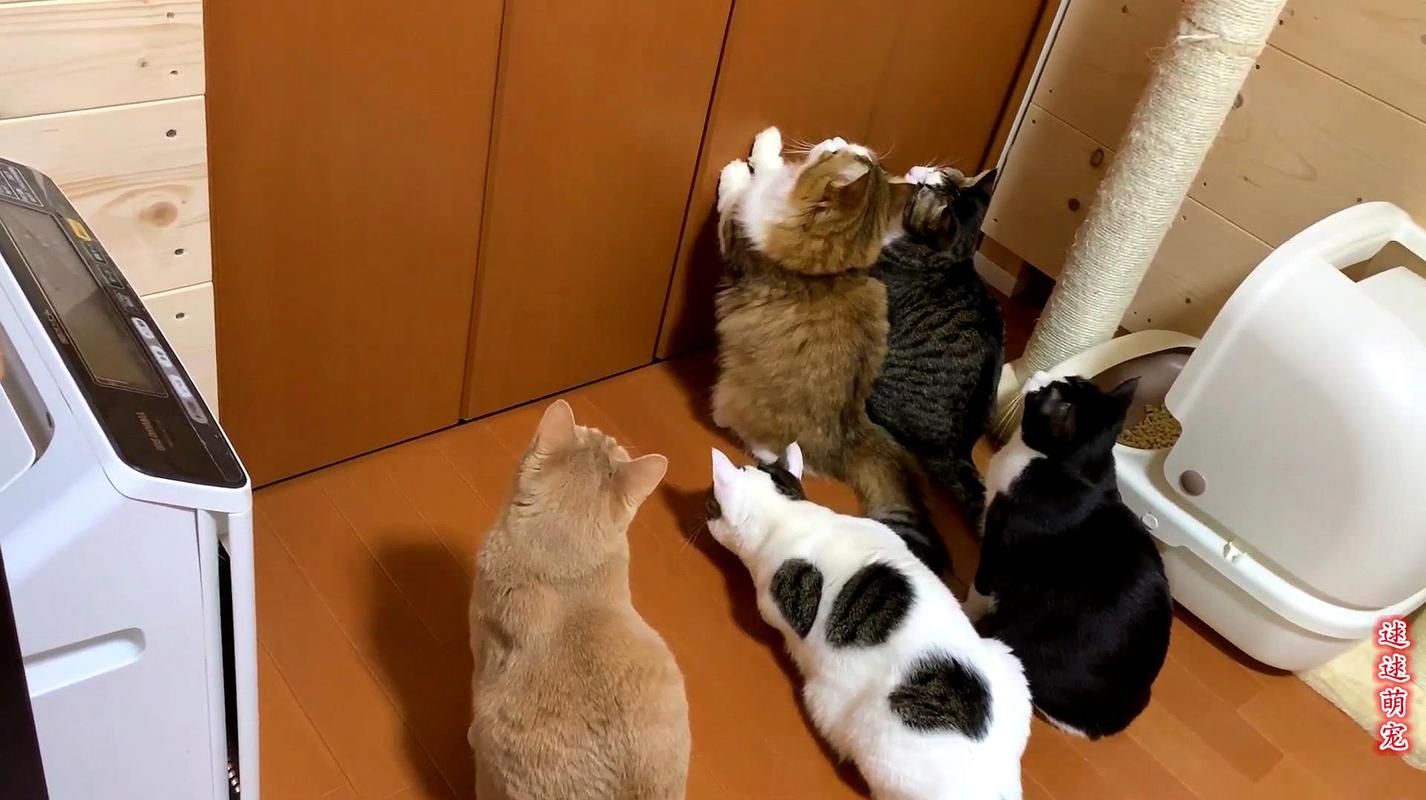 小野猫N上版本大全更新了啥？最新内容速查盘点推荐！